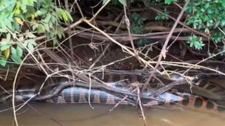 Sucuri gigante é flagrada ‘sesteando’ às margens do rio Dourados