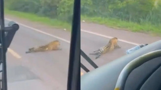 Onça-pintada é encontrada morta na BR-262, conhecida como “Estrada da morte”
