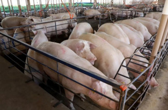 Suinocultura dispara em MS, cresce quase 50% e vira destaque no agronegócio