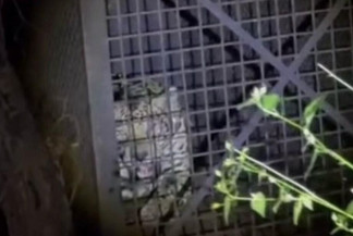 Polícia Ambiental captura onça que atacava animais domésticos em Corumbá - Reprodução Redes Social PMA