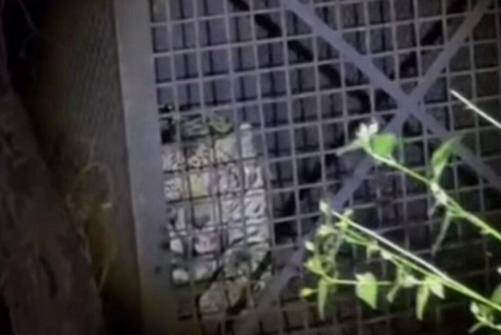 Polícia Ambiental captura onça que atacava animais domésticos em Corumbá - Reprodução Redes Social PMA