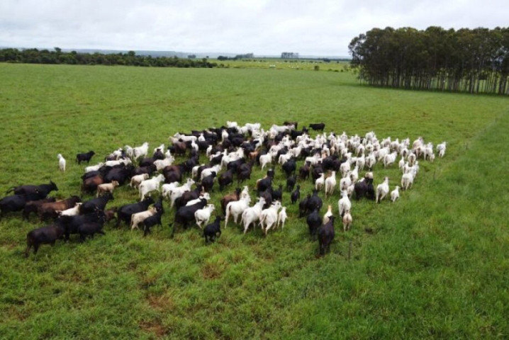 Iagro alerta para risco de hipotermia em rebanhos com frio - Foto: Comunicação Semadesc