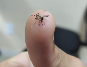 Mosquito Aedes aegypti é o principal transmissor da dengue, chikungunya e zika virus - Foto: ABr