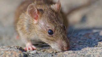 Minas Gerais confirma primeira morte por hantavírus no Brasil em 2026