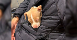 Homem é preso após ameaçar companheira e tomar filhote de pitbull da filha dela