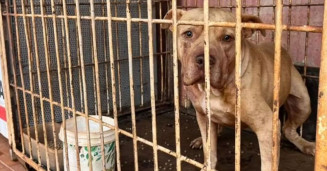 Cachorro morre ao defender criança de ataque de pitbull em Dourados