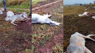 Os números reforçam o impacto das mudanças bruscas de temperatura sobre a pecuária sul-mato-grossense - Foto; Arquivo