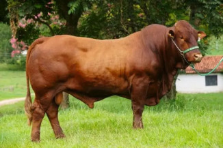 Idoso morre após ser esmagado por touros em fazenda de Caarapó