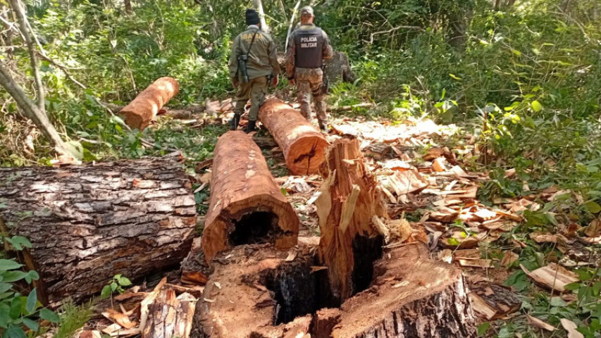 Madeira apreendida será encaminhada ao CMO. (Reprodução, Ibama)