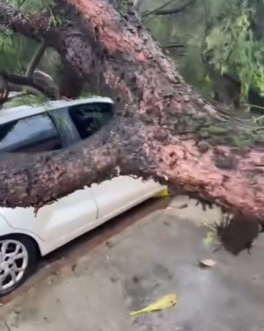 Arvore caiu sobre carro na vila Hilda