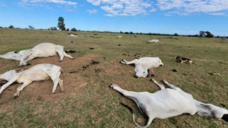 Frio extremo mata mais de 80 bovinos em fazendas de Mato Grosso do Sul