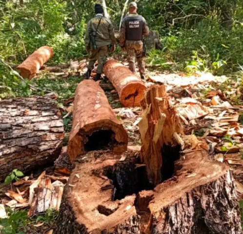 Operação conjunta combateu extração ilegal de madeira na Terra Indígena. (Foto: Ibama)