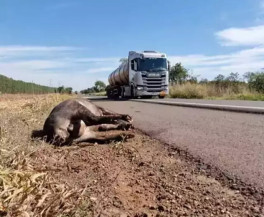 Anta morta atropelada em acostamento da BR-262, em julho do ano passado. (Foto: Lúcia Morel/Campo Grande News)