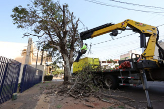 Supressão de árvores ocorre diante de critérios estabelecidos pela Lei Municipal nº 4.698- Foto: Arquivo/ Assecom