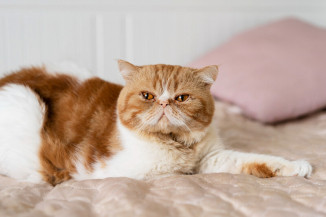 Como proteger seu gato contra pulgas e carrapatos