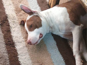 Vizinho é detido após matar pit bull a facadas em Dourados