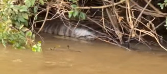 Sucuri de cerca de 6 metros é flagrada após engolir presa às margens do Rio Dourados