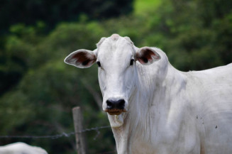 Como controlar a verminose bovina de forma estratégica