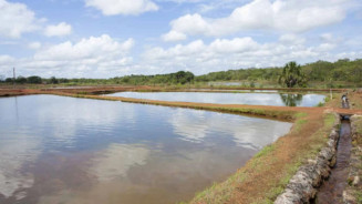 Menina de 1 ano morre após se afogar em tanque de peixes em fazenda de MS