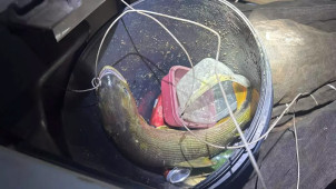 Peixe Dourado dentro de balde depois de ser capturado por pescador amador. (Foto: PMA)