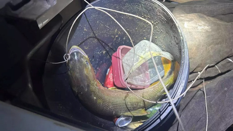 Peixe Dourado dentro de balde depois de ser capturado por pescador amador. (Foto: PMA)