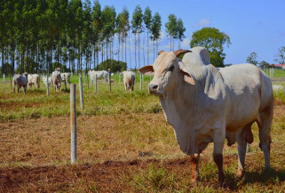 A expectativa das indústrias é retomar o direcionamento da produção ao mercado chinês a partir de outubro - Foto: Famasul