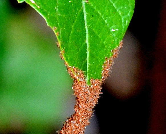 Larvas de carrapato em folha
Foto:Embrapa Gado de Corte - 
